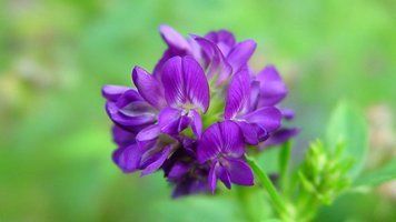 Люцерна 1 кг od129 фото